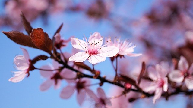 cherry blossom 3308735 640